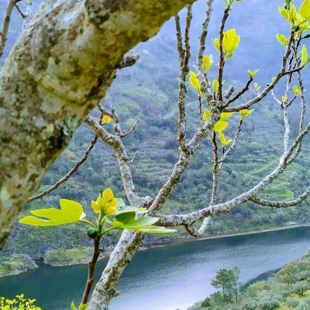 Casas Da Rua Nova Villa Alijó Dış mekan fotoğraf